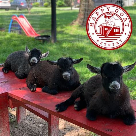 Happy goat retreat - 62K views, 579 likes, 14 comments, 77 shares, Facebook Reels from My Curly Adventures: Spend a weekend with cute goats Happy Goat Retreat in the small town of Willis TX …